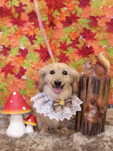 20241126ここあちゃん